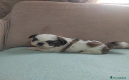 Shih Tzu cani in vendita: Cuccioli shih Tzu figli di campioni  - Immagine 1