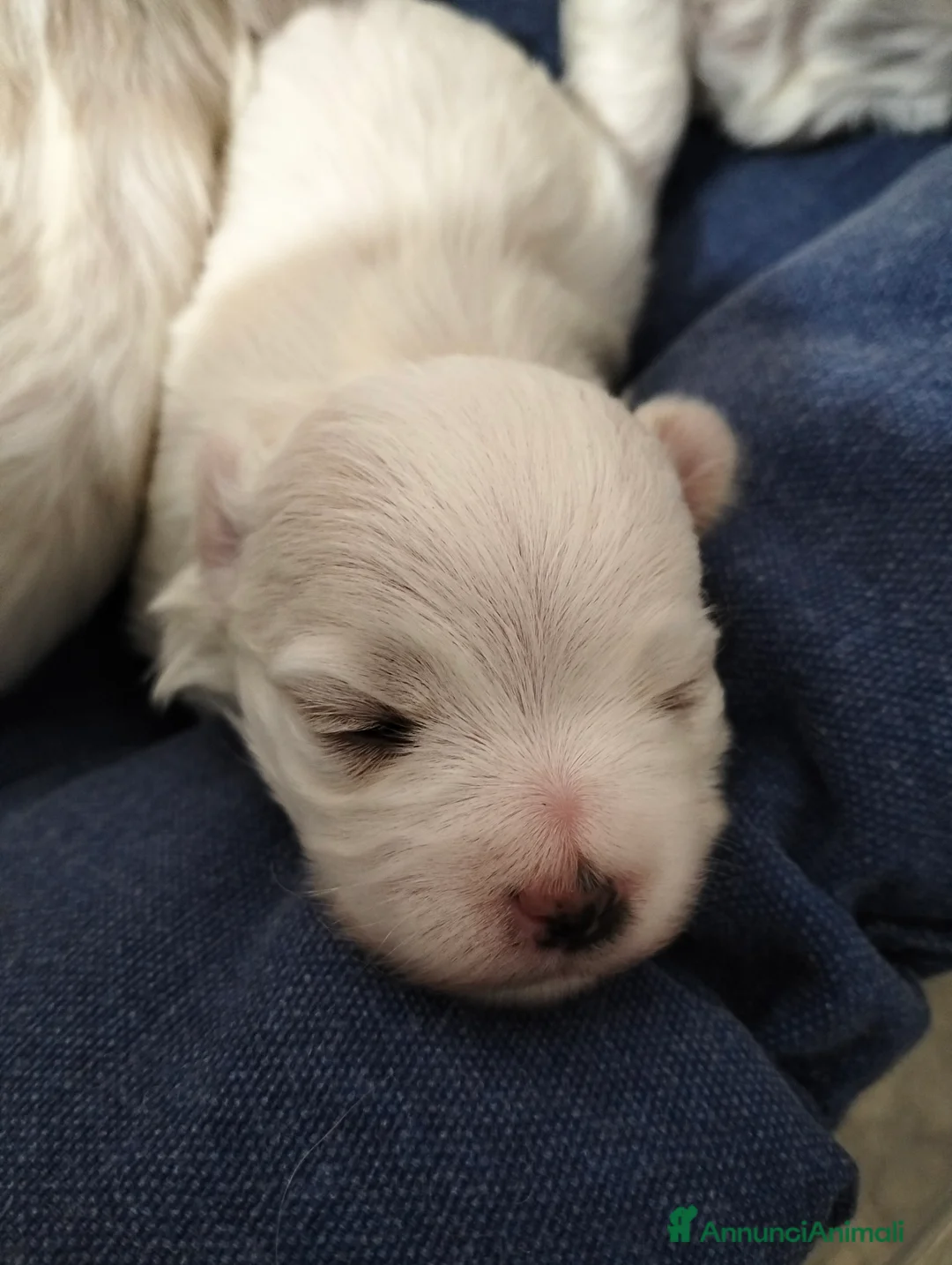 Maltese cani in vendita: Cuccioli di razza Maltese - Annuncio 3
