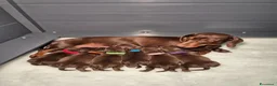 Bassotto cani in vendita: Bassotti Nani  (genetica controllata) - Annuncio 14