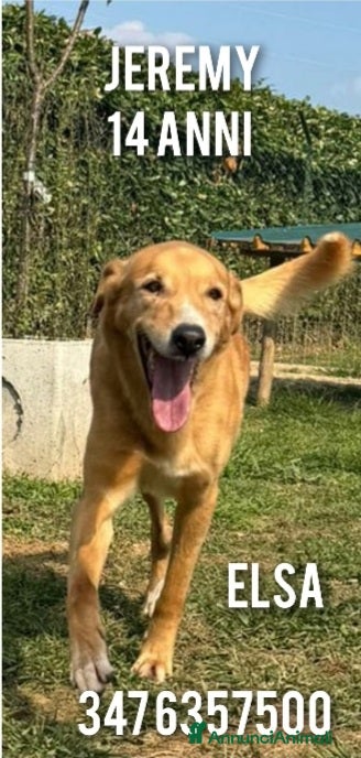 Meticcio cani Jeremi 14anni color miele ancora in forma! BERGAMO a Città metropolitana di Milano - Annuncio 8