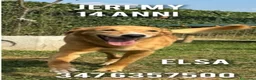 Meticcio cani in regalo: Jeremi 14anni color miele ancora in forma! BERGAMO a Città metropolitana di Milano - Annuncio 1