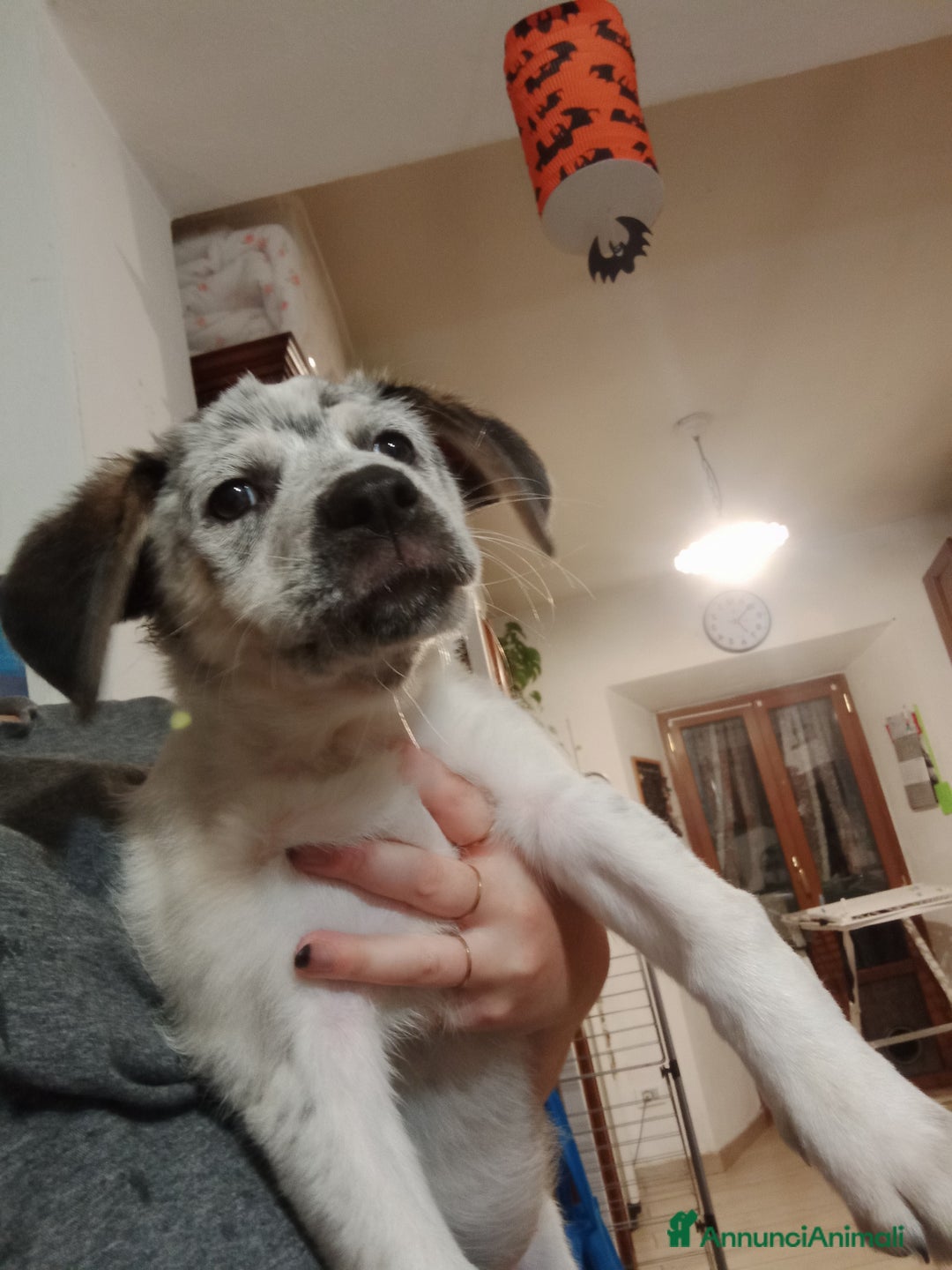 Altre razze cani in regalo: REGALO BELLISSIMI CUCCIOLE  - Annuncio 6