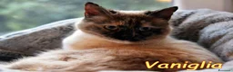 Siamese gatti in regalo: VANIGLIA DOLCISSIMA GATTINA SIMILSIAMESE a Città metropolitana di Roma Capitale - Annuncio 7