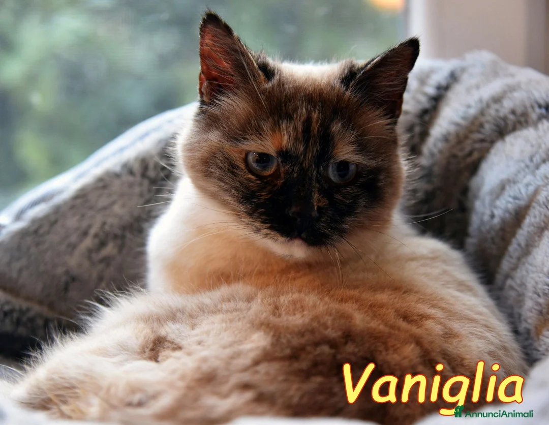 Siamese gatti in regalo: VANIGLIA DOLCISSIMA GATTINA SIMILSIAMESE a Città metropolitana di Roma Capitale - Annuncio 7