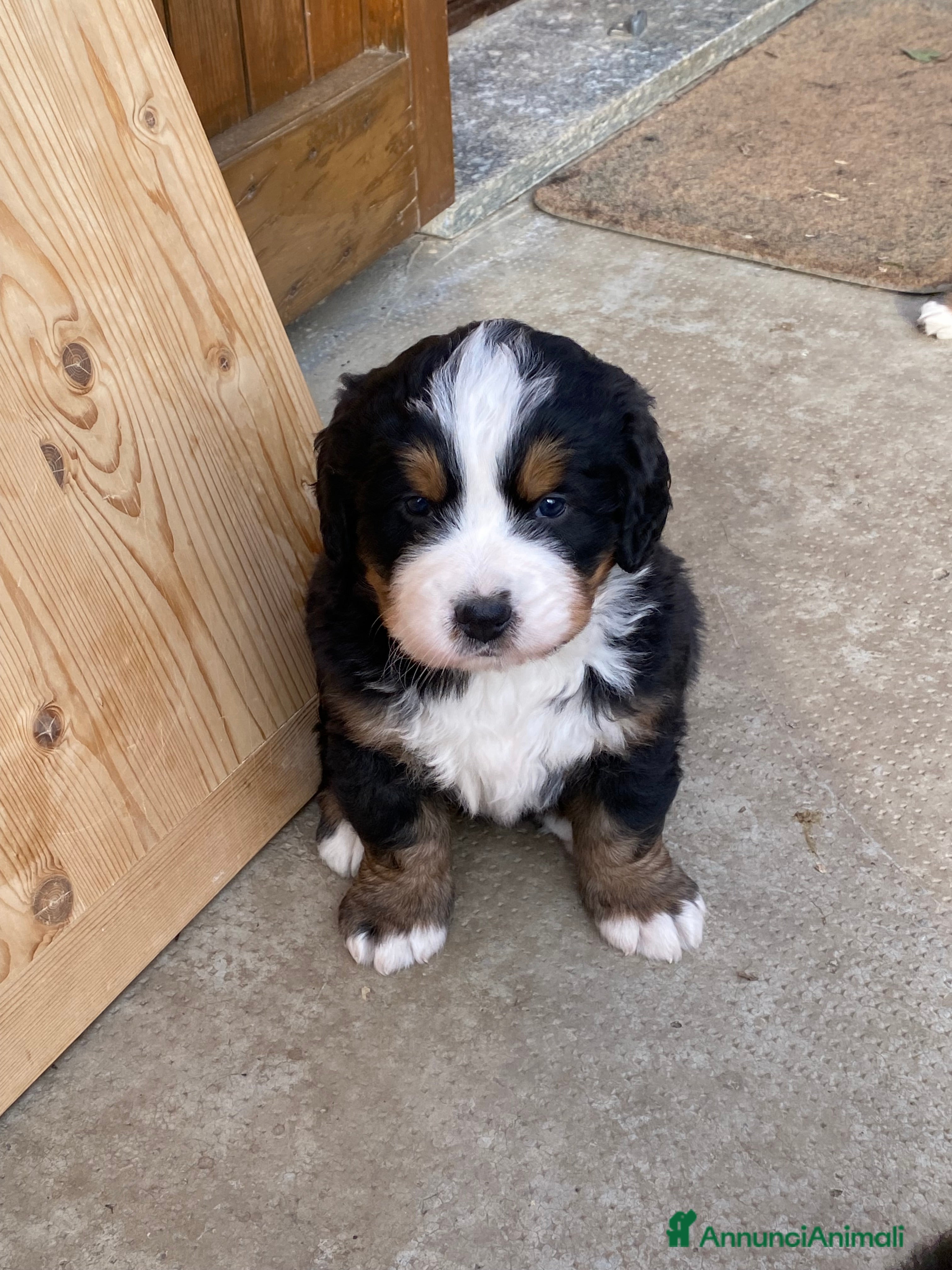 Bovaro del Bernese cani Vendo splendidi cuccioli Bovaro del Bernese - Annuncio 23