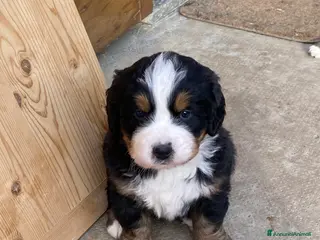 Bovaro del Bernese cani Vendo splendidi cuccioli Bovaro del Bernese - Annuncio 23