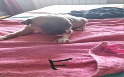 Pitbull cani in vendita: Cuccioli di pitbull a Città Metropolitana di Genova - Immagine 11