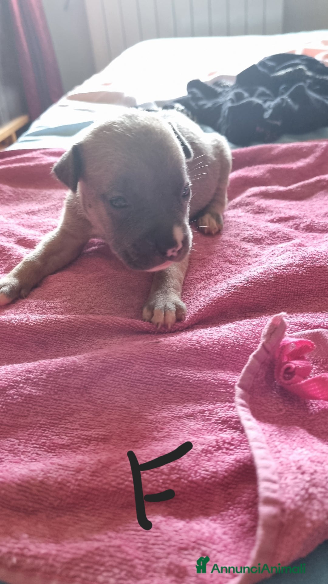 Pitbull cani in vendita: Cuccioli di pitbull a Città Metropolitana di Genova - Immagine 11