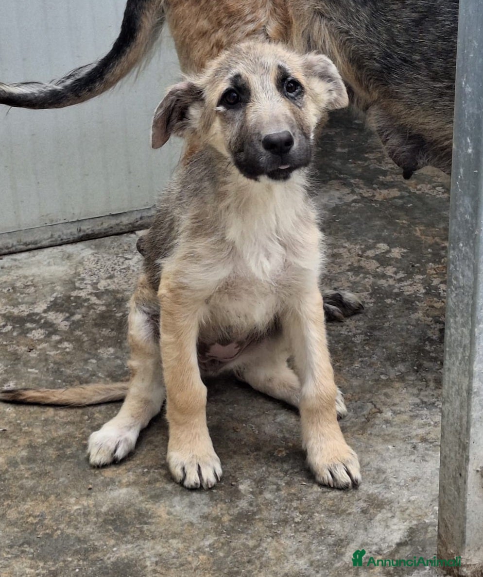 Meticcio cani 3mesi( mamma Pastore Tedesco)triste in canile!!SOS - Annuncio 1