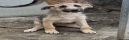 Meticcio cani in regalo: 3mesi( mamma Pastore Tedesco)triste in canile!!SOS - Annuncio 1