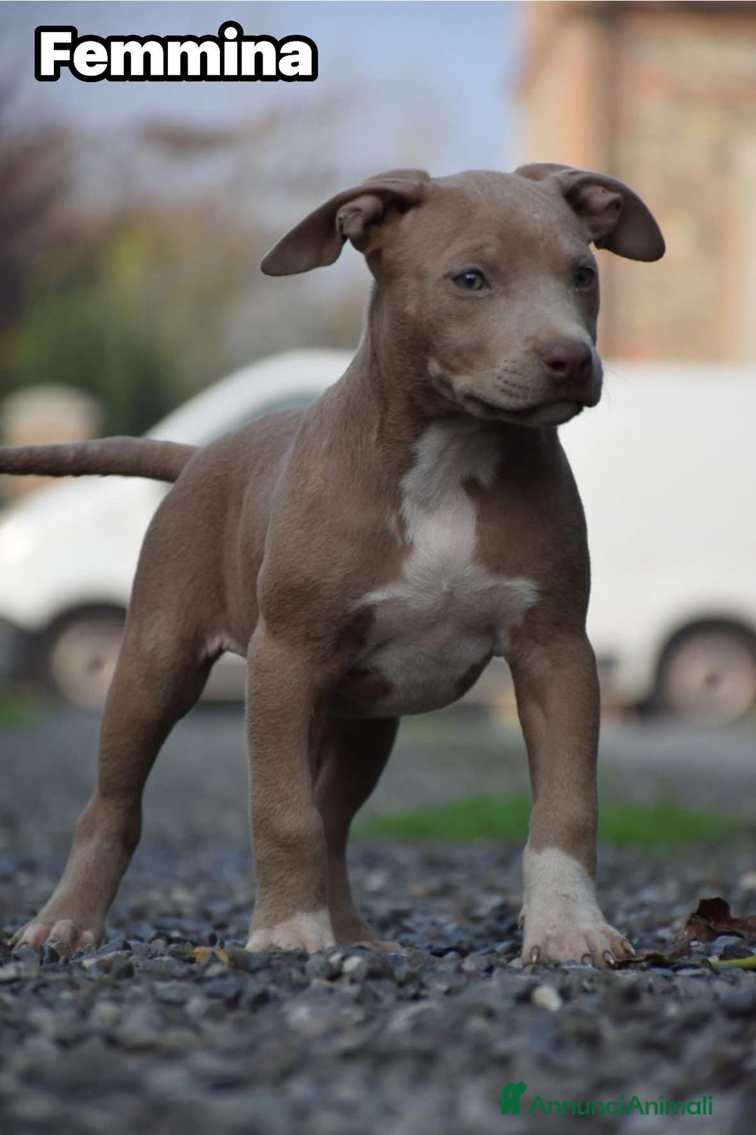 Pitbull cani in vendita: Allevamento professionale propone anche a rate - Annuncio 3