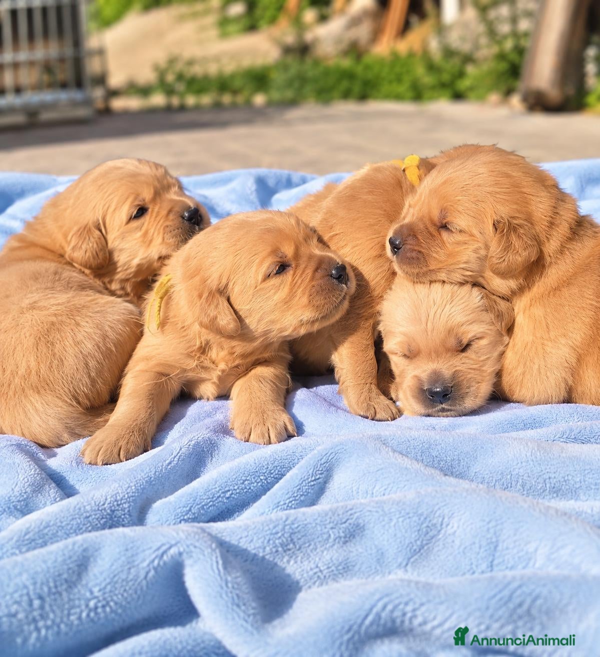 Golden Retriever cani Golden retriever 100% americano - Annuncio 2