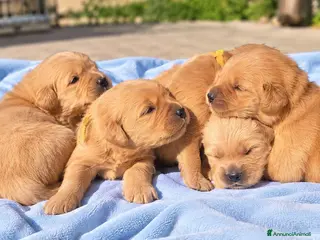 Golden Retriever cani Golden retriever 100% americano - Annuncio 35