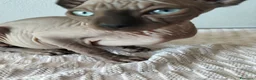 Sphynx gatti in vendita: Gattini Sphynx  - Annuncio 4