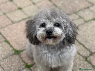 Barboncino Toy cani Accoppiamento Barboncino Toy Grigio - Annuncio 1