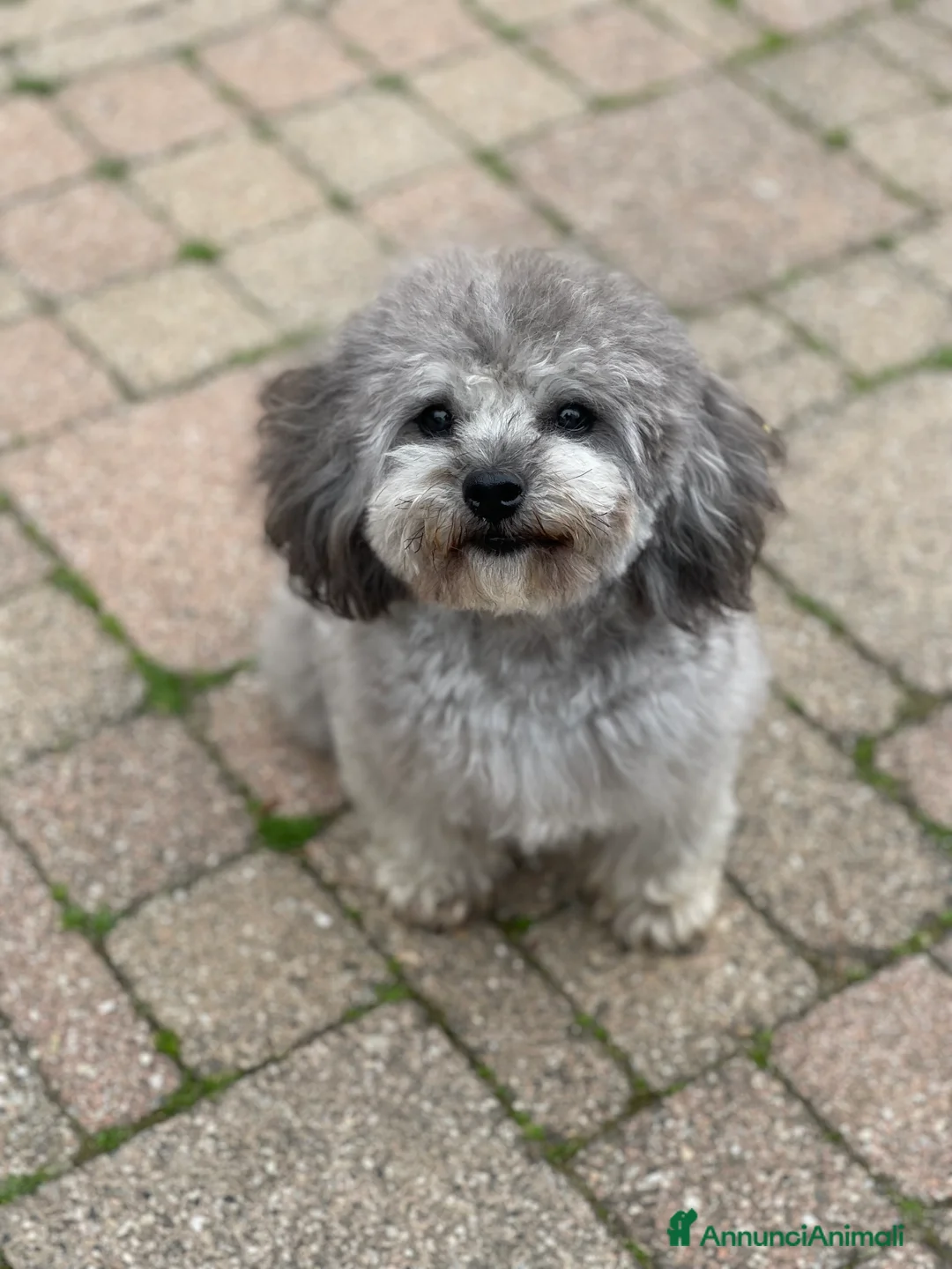 Barboncino Toy cani per accoppiamento: Accoppiamento Barboncino Toy Grigio  - Annuncio 1