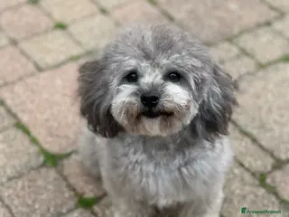 Barboncino Toy cani Accoppiamento Barboncino Toy Grigio - Annuncio 25