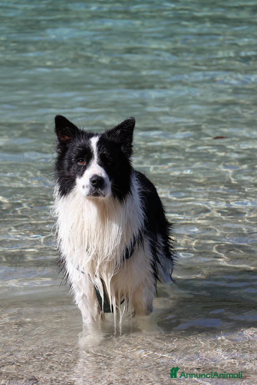 Border Collie cani per accoppiamento: BORDER COLLIE PER RIPRODUZIONE - Annuncio 2