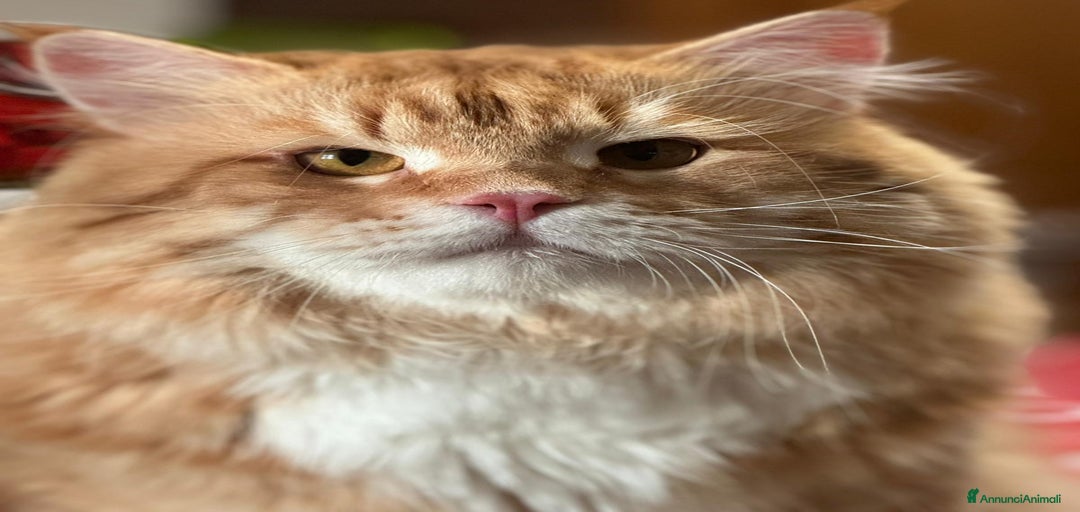 Immagine della galleria {{count}}