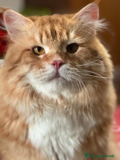 Immagine della galleria {{count}}