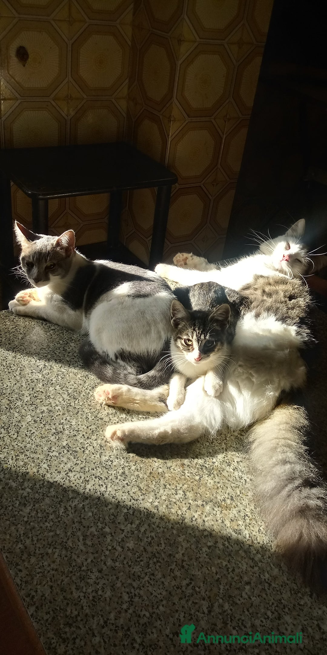 Europeo gatti in regalo: Gattini nati in casa - Annuncio 6