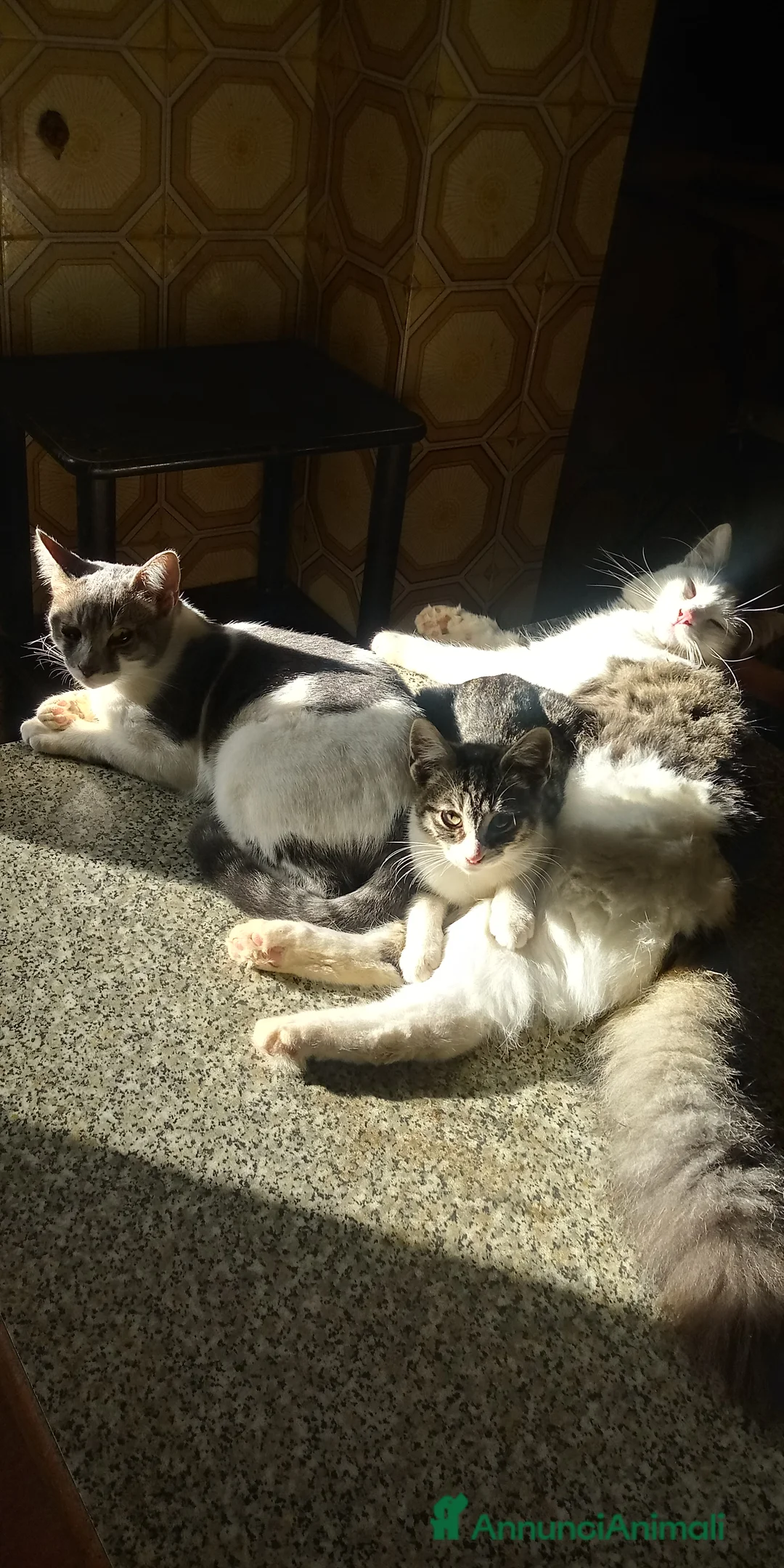 Europeo gatti in regalo: Gattini nati in casa - Annuncio 6