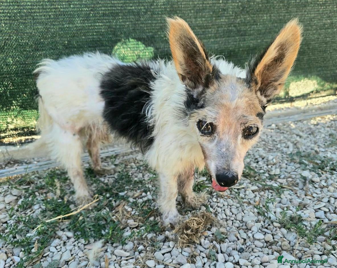 Meticcio cani Torquato 12 anni Taglia mini - Annuncio 12