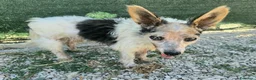 Meticcio cani in regalo: Torquato 12 anni Taglia mini - Annuncio 1