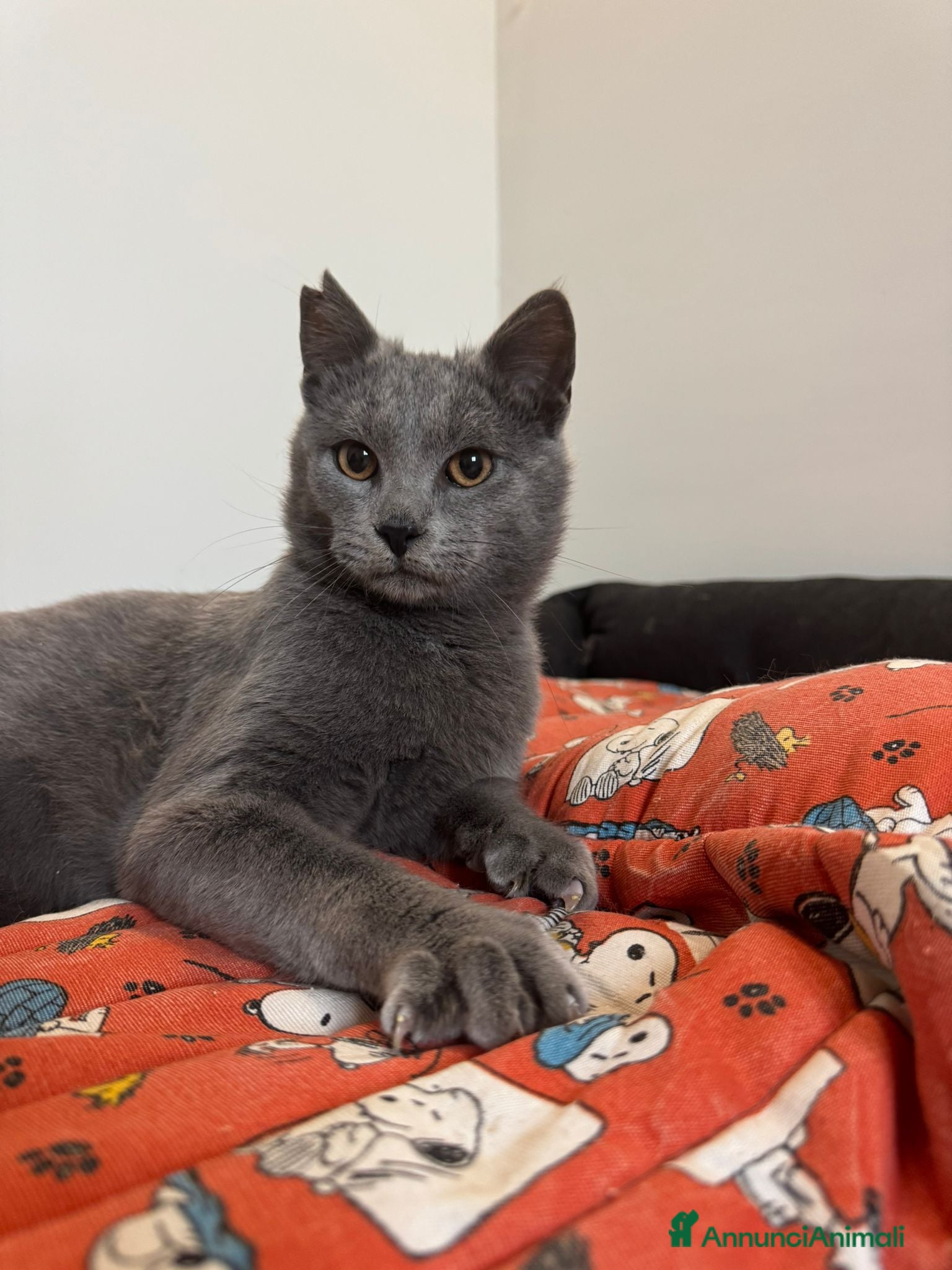 Certosino gatti Certosino maschio cerca casa - Annuncio 4