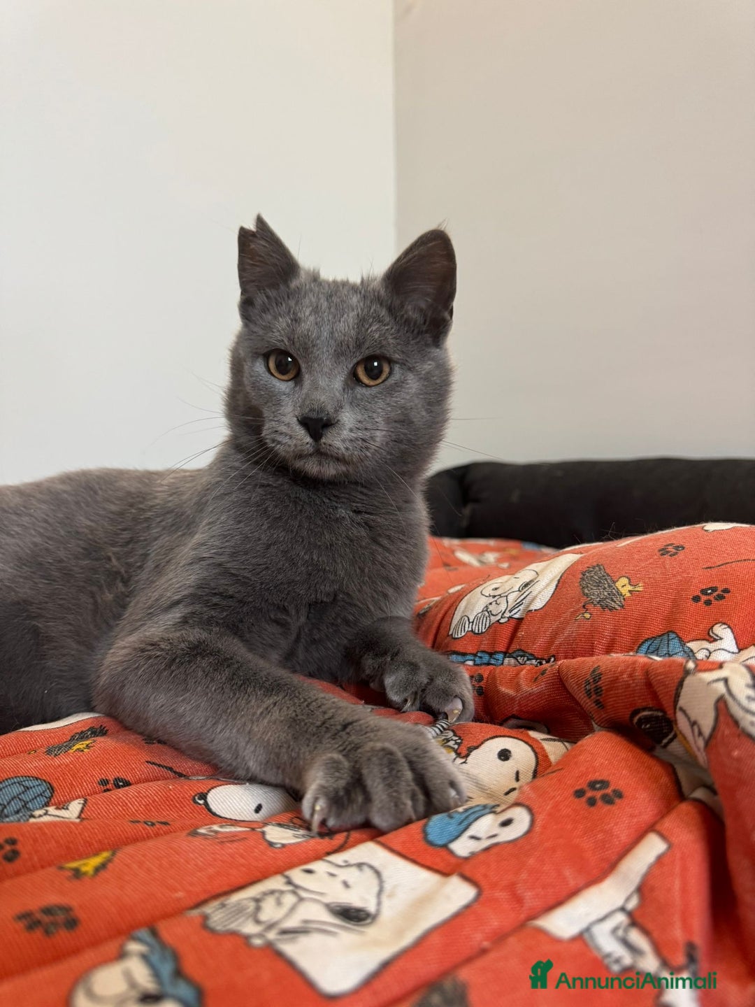 Certosino gatti in regalo: Certosino maschio cerca casa - Annuncio 1