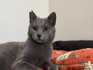 Certosino gatti Certosino maschio cerca casa - Annuncio 21