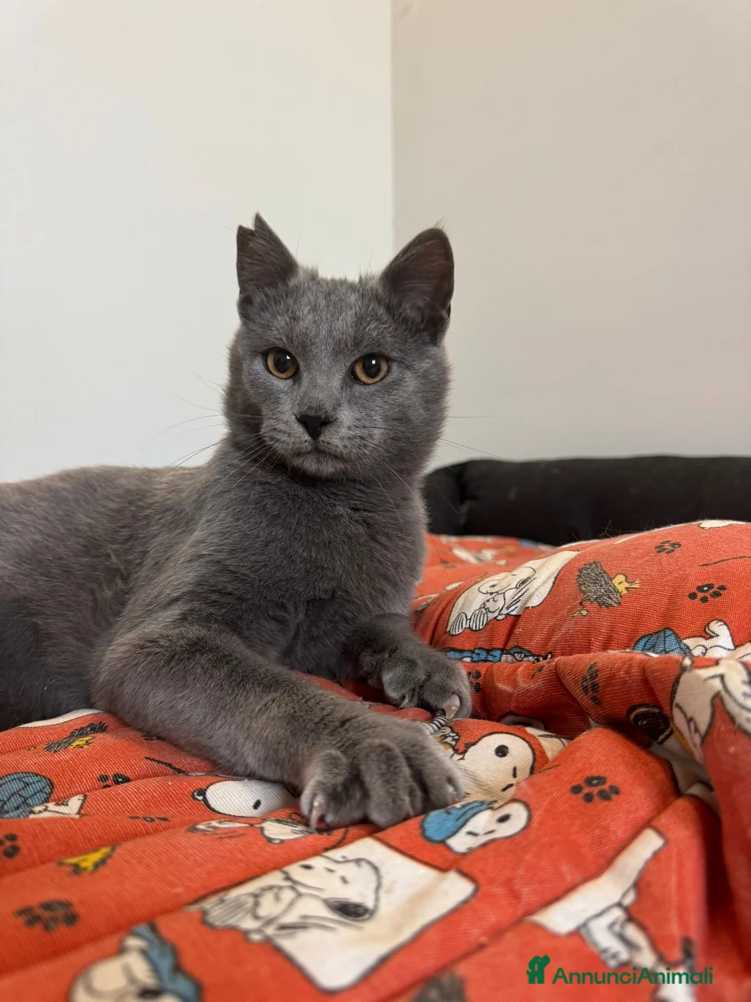 Certosino gatti in regalo: Certosino maschio cerca casa - Annuncio 1