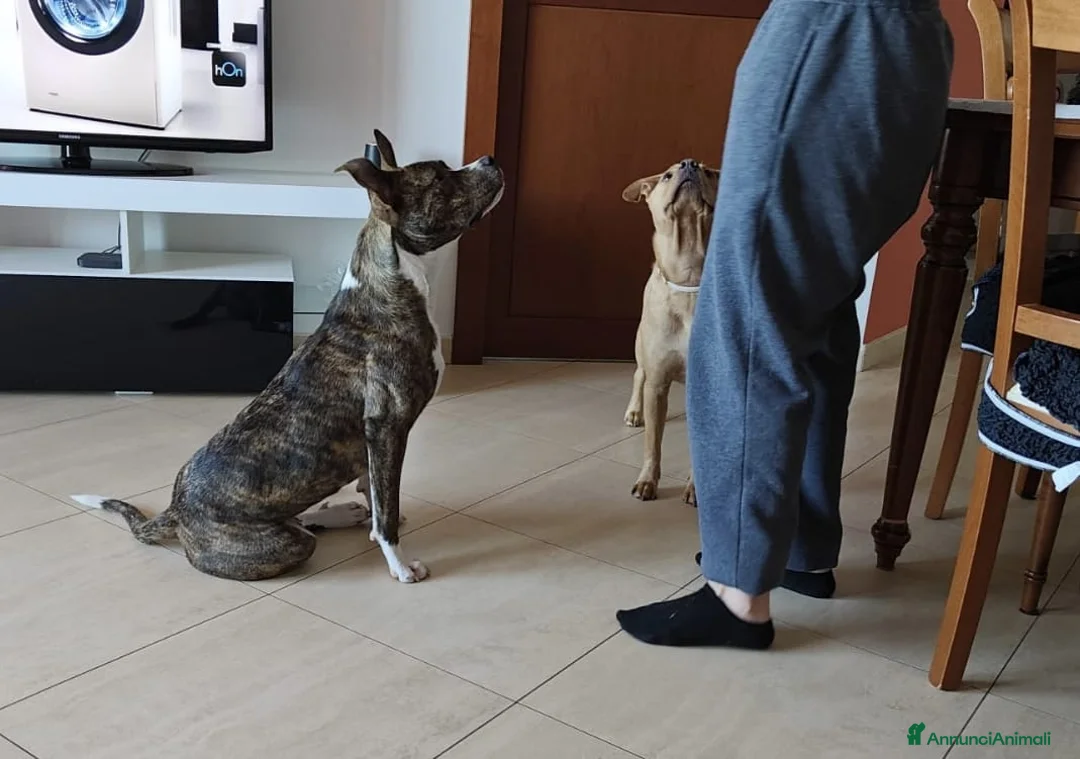 Altre razze cani in regalo: Bellissima amstaff cerca casa - Annuncio 2