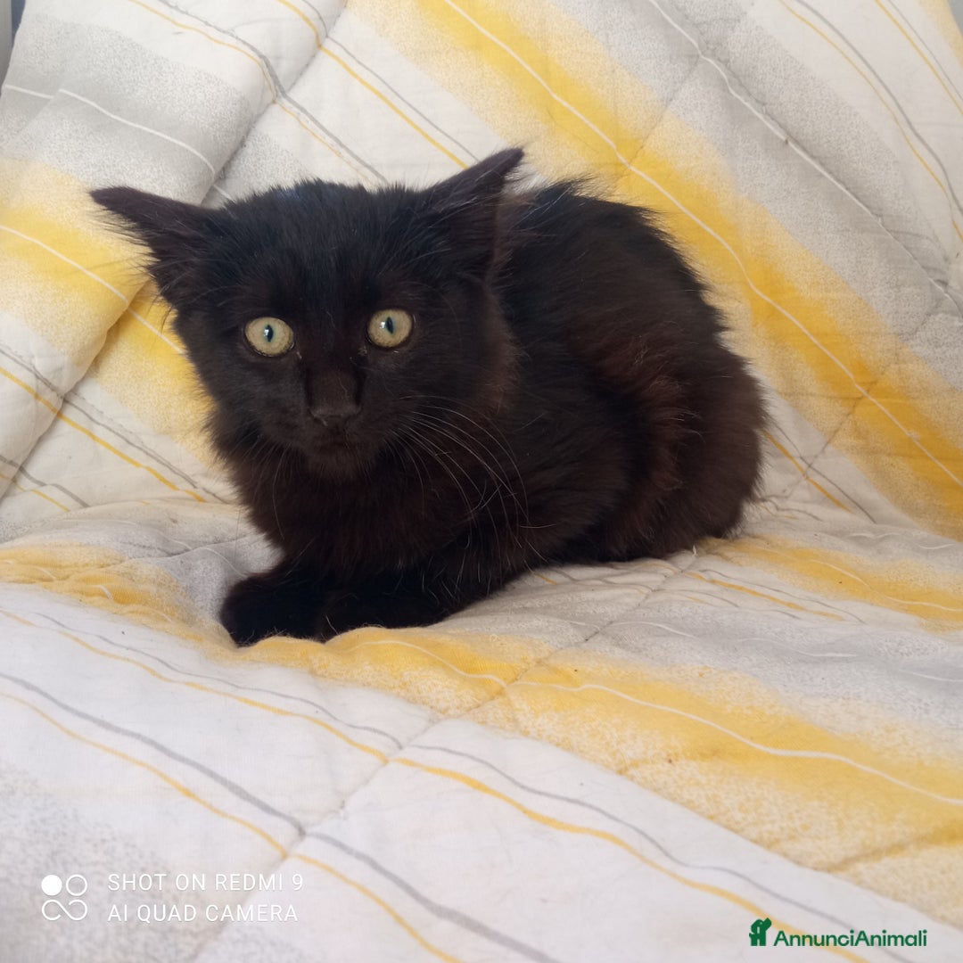 Europeo gatti in regalo: Gattino nero cerca casa - Annuncio 1