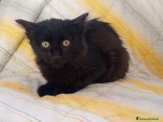 Europeo gatti Gattino nero cerca casa - Annuncio 41