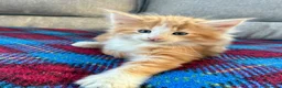 Norvegese gatti in vendita: cucciolo norvegese delle foreste - Annuncio 2