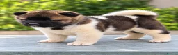 Akita Americano cani in vendita: Cuccioli Akita Americano  - Annuncio 26