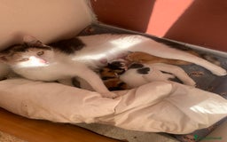 Meticcio gatti in regalo: Gattini tenerissimiIn regalo  a Città metropolitana di Roma Capitale - Immagine 1