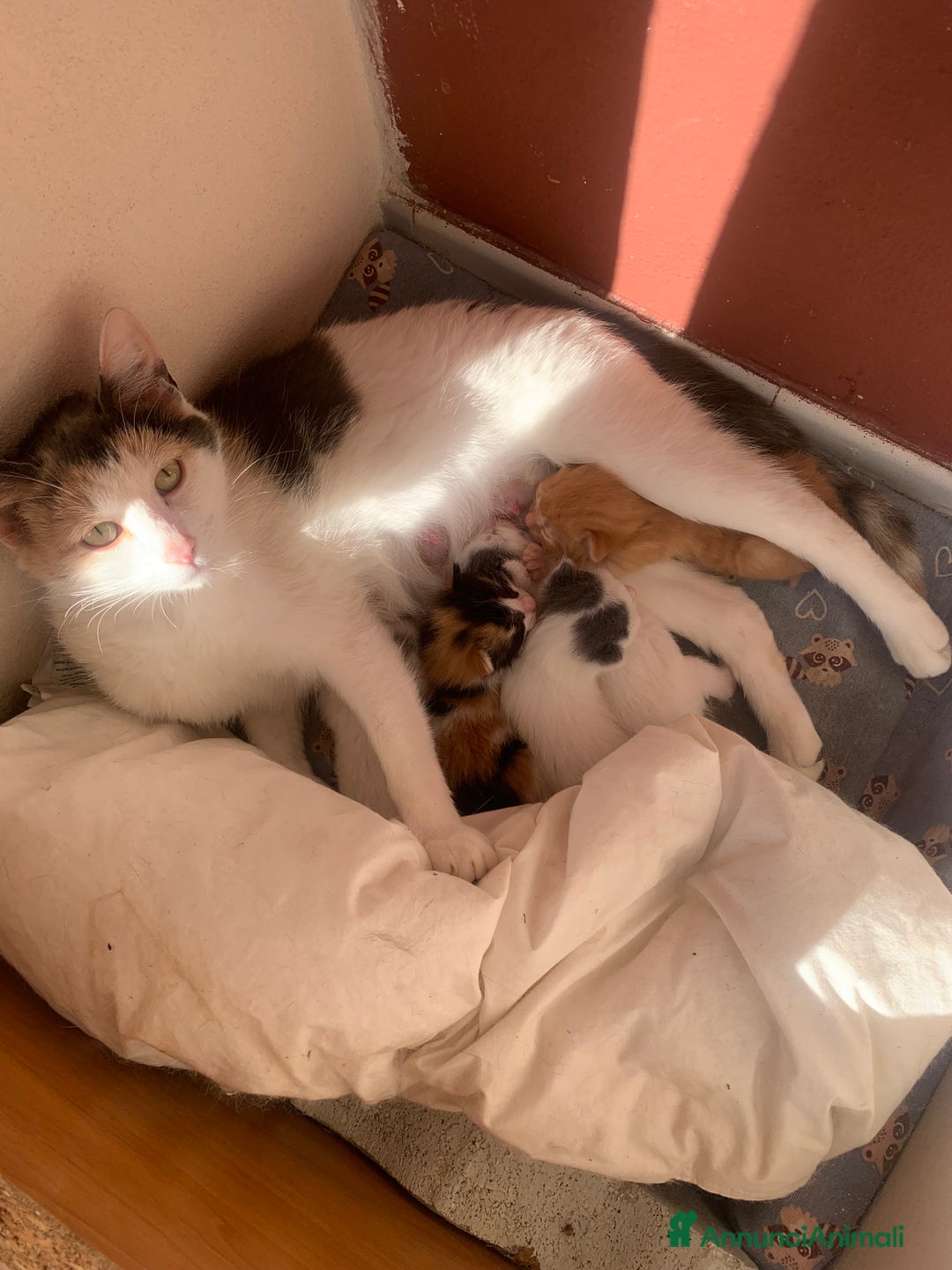 Meticcio gatti in regalo: Gattini tenerissimiIn regalo  a Città metropolitana di Roma Capitale - Immagine 1