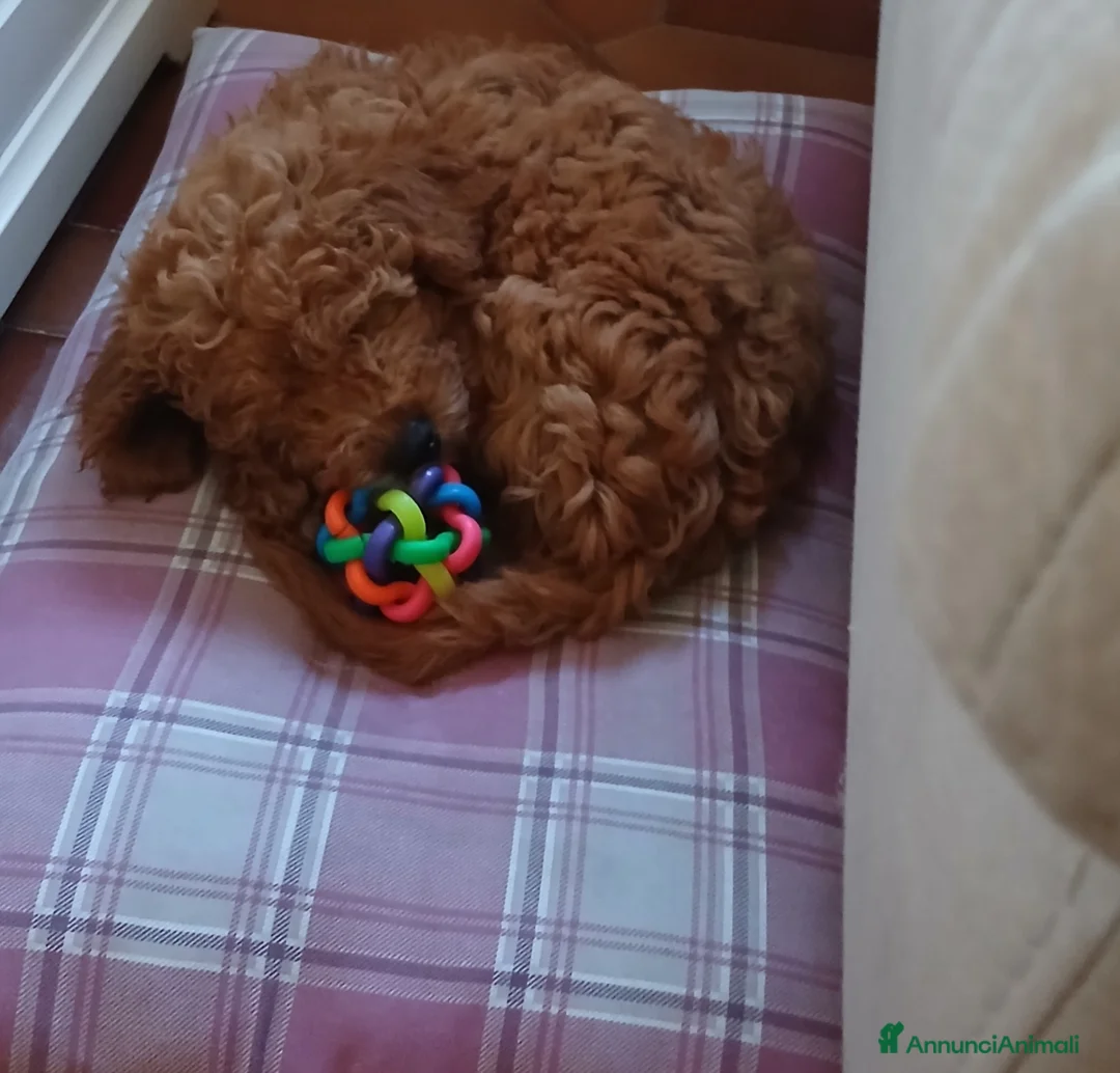 Barboncino cani in vendita: Barboncina femmina - Annuncio 2