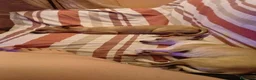 Chihuahua cani in vendita: Chihuahua dolci e buoni bellissimi - Annuncio 2