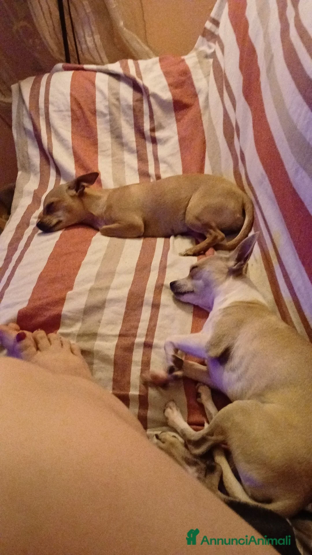 Chihuahua cani in vendita: Chihuahua dolci e buoni bellissimi - Annuncio 2