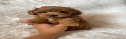 Maltipoo cani in vendita: Adorabili cuccioli di Maltipoo F1b - Annuncio 4