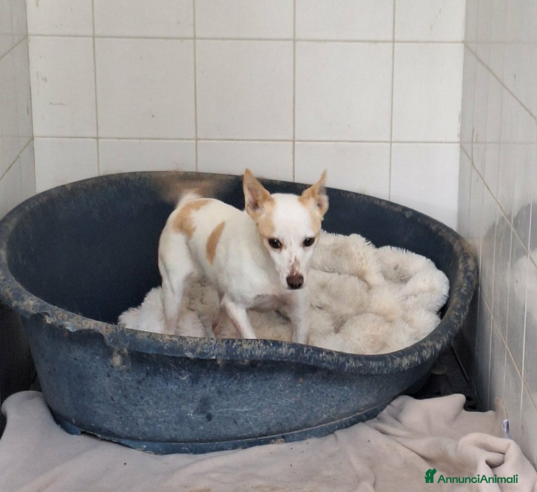 Meticcio cani in regalo: Dolce piccola Priscilla aspetta una dolce famiglia - Annuncio 3