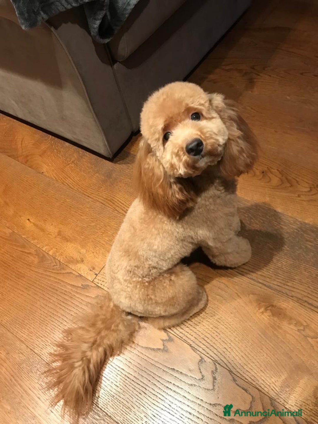 Barboncino cani in vendita: Vendita cuccioli barboncini nani - Annuncio 1