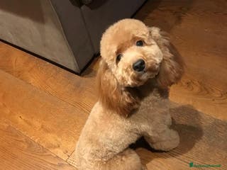 Barboncino cani Vendita cuccioli barboncini nani - Annuncio 1