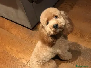 Barboncino cani Vendita cuccioli barboncini nani - Annuncio 18