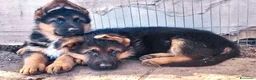 Pastore Tedesco cani in vendita: cuccioli di pastore tedesco a Città Metropolitana di Napoli - Annuncio 7