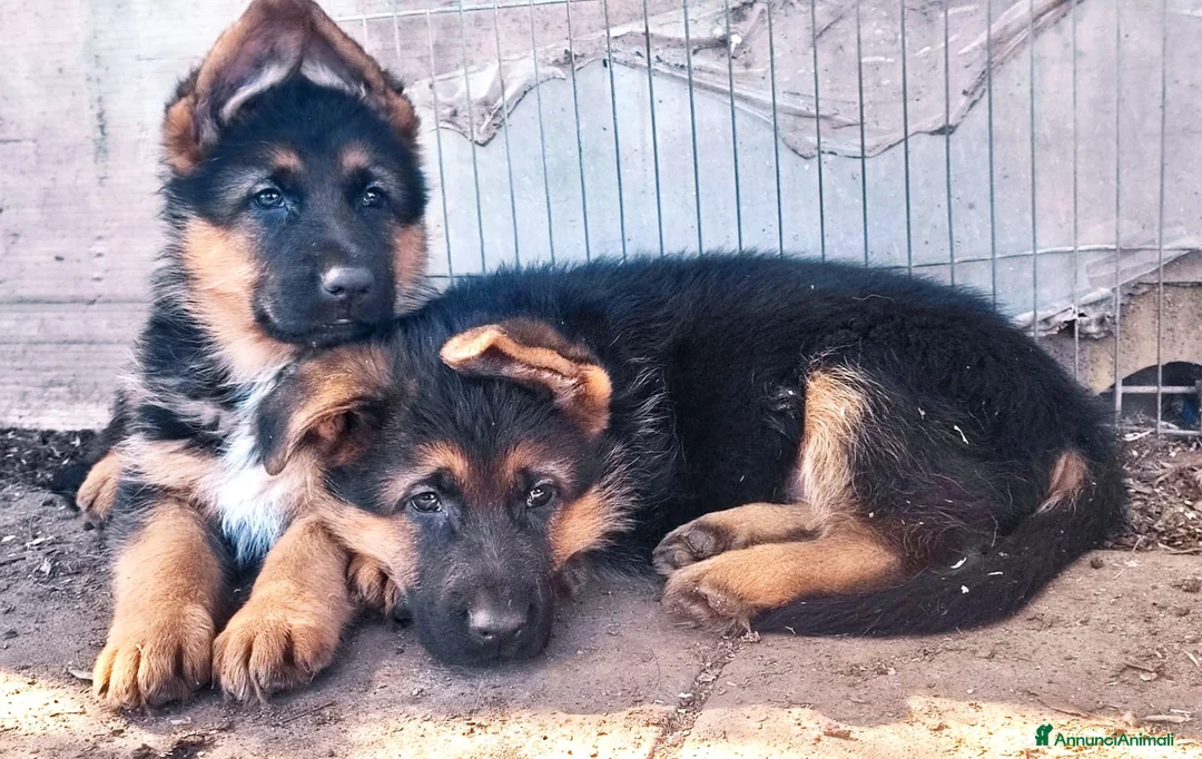Pastore Tedesco cani in vendita: cuccioli di pastore tedesco a Città Metropolitana di Napoli - Annuncio 7