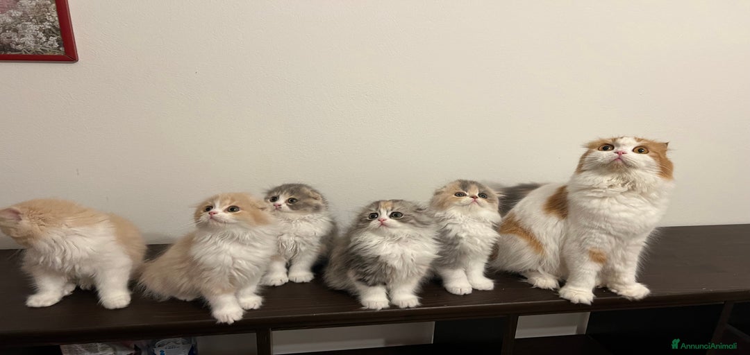 Immagine della galleria {{count}}